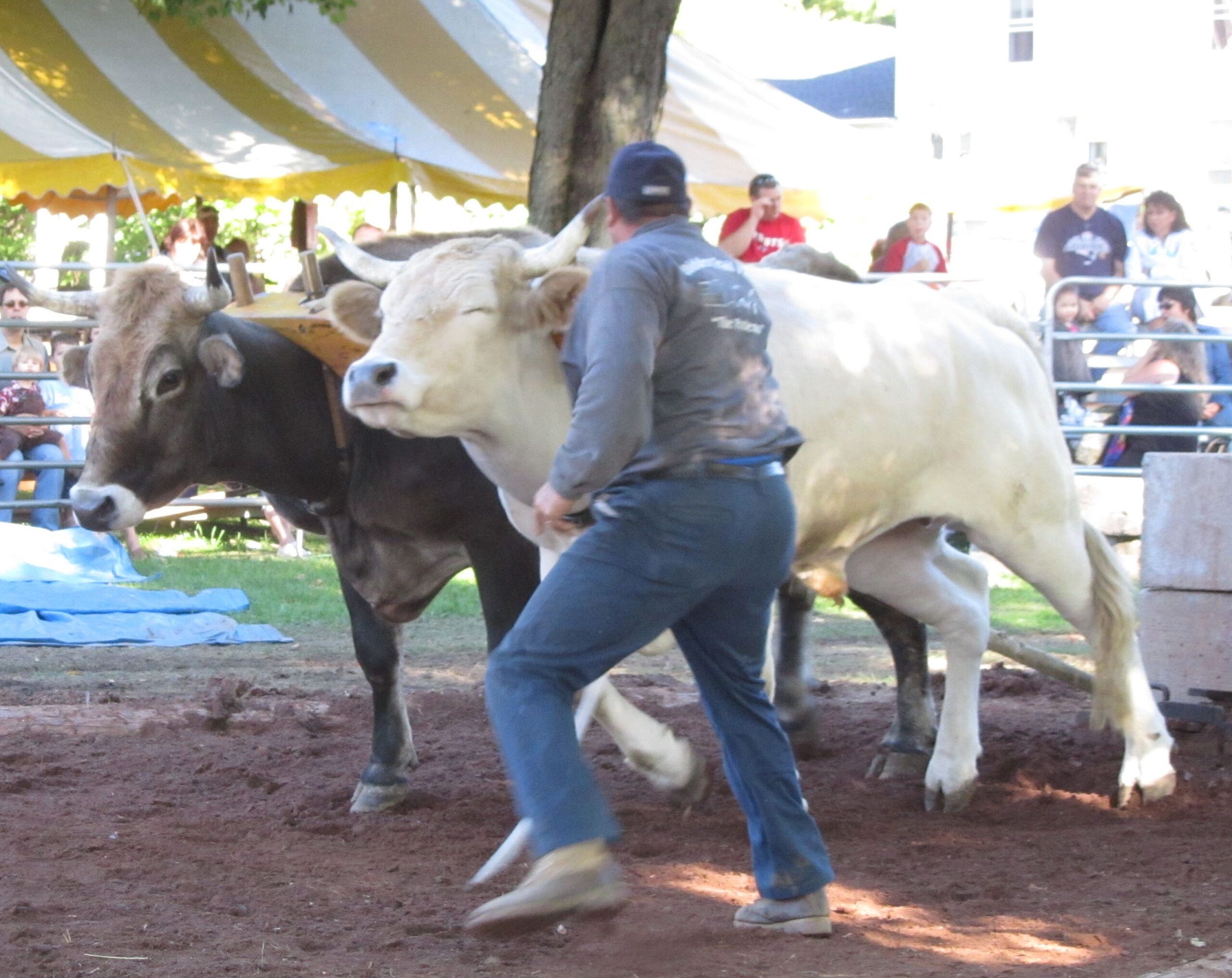 ox-pulling 2